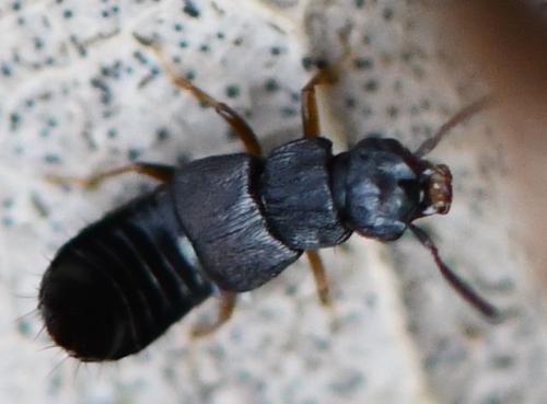 Réf. 300 547 : Anotylus sp.